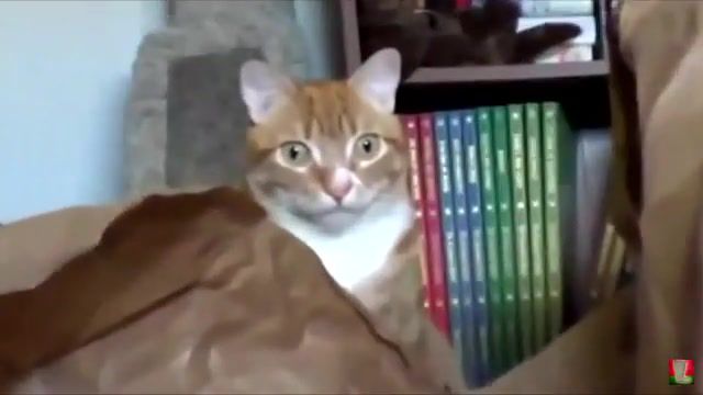 WTF - Video & GIFs | music,of the day,valenok,cat man too,talking animal,animal,box,fur,pets,nya,pet,kitty,cats,neko,not anime,cat,r a the rugged man what the  feat akinyele,what the,wtf,animals pets