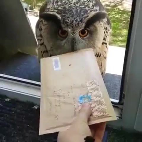 You've got mail, owl, post, mail, love, omg, wtf, wow, animals pets.