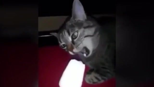 Ahhhh, cat, cats, 9gag, aaa, ice cream, animals pets.
