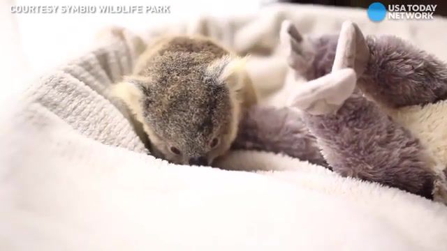 Baby koala - Video & GIFs | travelbest,baby koala,australia,have you seen,animals pets