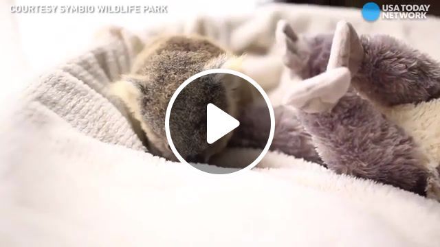 Baby koala, travelbest, baby koala, australia, have you seen, animals pets. #0
