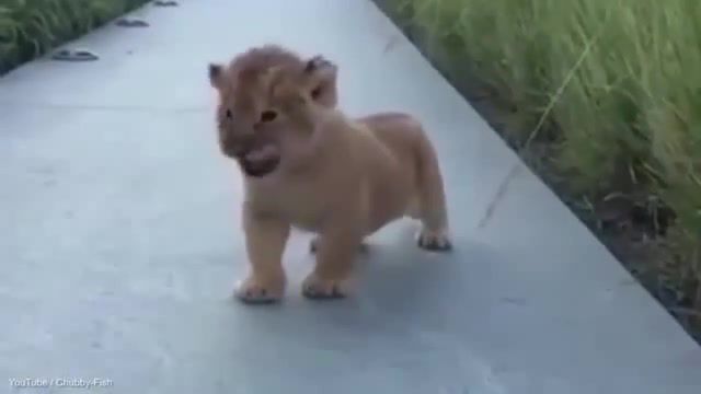 BABY LION ROAR, Lion Animal, Cute, Animal Film Character, Funny, Wildlife Conservation Society Nonprofit Organization, Wild Animal, Roar, Lion Cubs, Baby Lion, Africa, Safari Industry, Zoo, Kids In Zoos, Animals, Somalia, Kenya Country, Elephant, Lions, Spain, Asia, Animals Pets