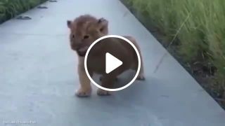 BABY LION ROAR