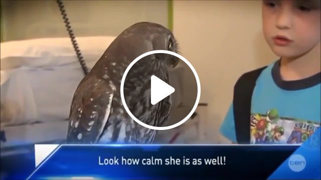 Calm owl, animals pets. #0