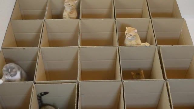 Cats in boxes, kitten, cat, animal, 9cats, cat begging, 9 cats, cute kitten, spoiled cat, funny cat, scottish, cute cat, billy, pusa, mao, katt, gato, gatto, chat, katze, cat happy scottish fold, cat animal, animals pets.