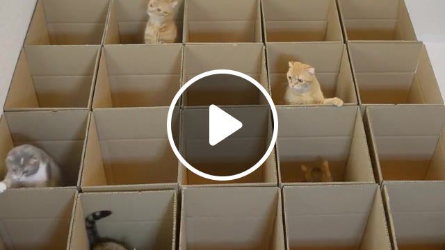 Cats in boxes, kitten, cat, animal, 9cats, cat begging, 9 cats, cute kitten, spoiled cat, funny cat, scottish, cute cat, billy, pusa, mao, katt, gato, gatto, chat, katze, cat happy scottish fold, cat animal, animals pets. #0