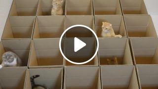 Cats in Boxes