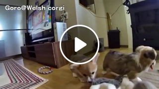 Cute corgi puppies want to eat camera, welsh corgi slow motion