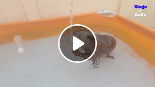 Cute otter in shower