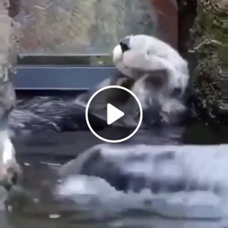 Cute Otters Bathing