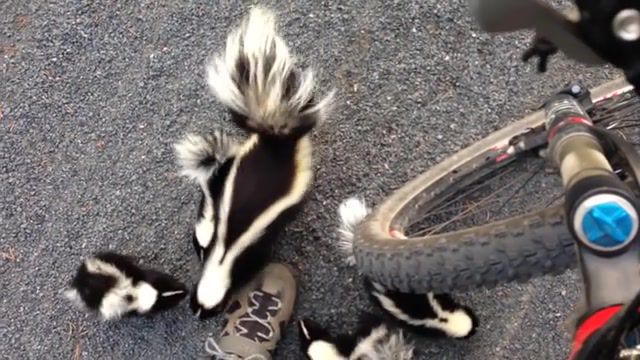 Cyclist meets family of skunks, animals pets.
