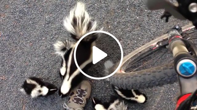 Cyclist meets family of skunks, animals pets. #0