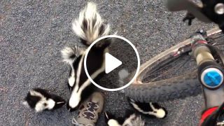 Cyclist meets family of skunks