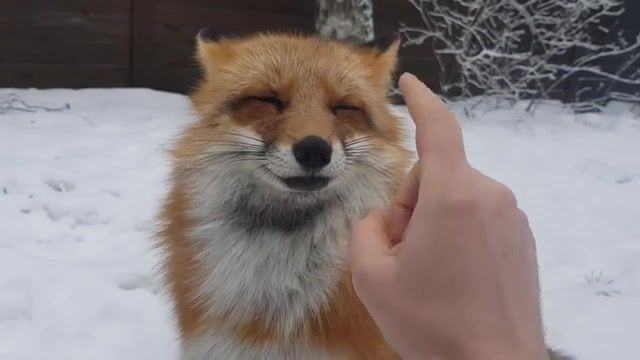 Da Fox, Animals Pets