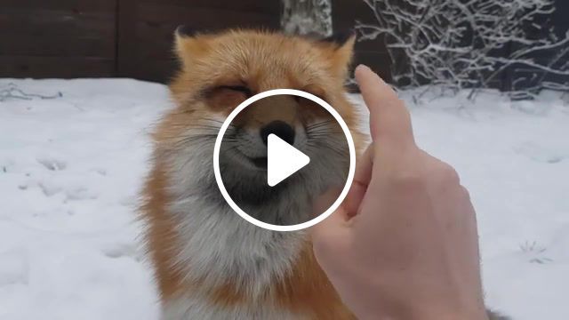 Da fox, animals pets. #0
