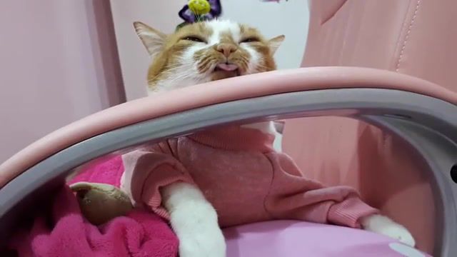 Drugs are bad - Video & GIFs | cats,cat,animals,mashup,mashups,lol,drugs,funny,funny moments,celebs,wtf,mem,memes,the wolf of wall street,amazing,zoo,hybrid,hybrids,animals pets