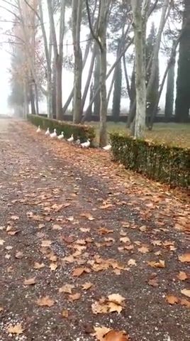 Duck army - Video & GIFs | whenjohnnycomesmarchinghome,girlsundpanzer,duck,funny,animals,aranjuez,spain,nature,cute,animals pets