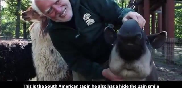 Hide the pain tapir, birch, zoo, harold, hide, the, pain, tapir, smile, animal, animals pets.