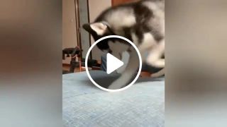 Husky destroys the sofa