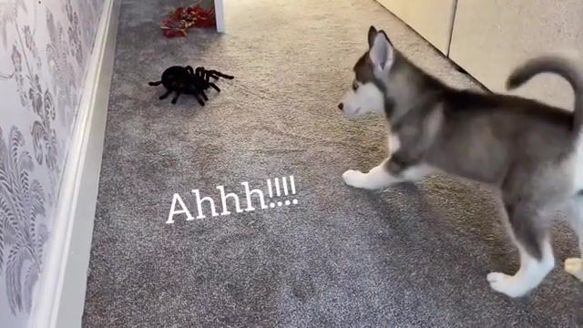 Husky puppy funny reactions to electric spider she howls with funny captions, husky, huskies, huskypuppy, puppy, puppies, funnypuppy, cutepuppy, puppyreaction, dog, dogs, cutedogs, dogreacts, dogreaction, love, life, smile, viral, cute, cuteness, puppyeyes, funny, huskylife, siberianhusky, animals pets.