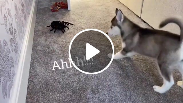 Husky puppy funny reactions to electric spider she howls with funny captions, husky, huskies, huskypuppy, puppy, puppies, funnypuppy, cutepuppy, puppyreaction, dog, dogs, cutedogs, dogreacts, dogreaction, love, life, smile, viral, cute, cuteness, puppyeyes, funny, huskylife, siberianhusky, animals pets. #0 Husky puppy funny reactions to electric spider she howls with funny captions, husky, huskies, huskypuppy, puppy, puppies, funnypuppy, cutepuppy, puppyreaction, dog, dogs, cutedogs, dogreacts, dogreaction, love, life, smile, viral, cute, cuteness, puppyeyes, funny, huskylife, siberianhusky, animals pets. #0