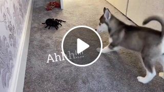 Husky Puppy Funny Reactions To Electric Spider SHE HOWLS WITH FUNNY CAPTIONS