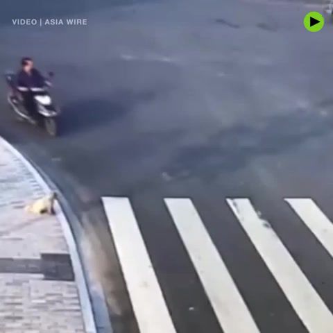 Law abiding pooch puts pedestrian to shame