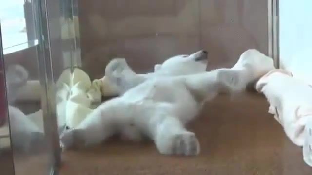 Look its so cute, cute, cute animals, white bear, animals pets.