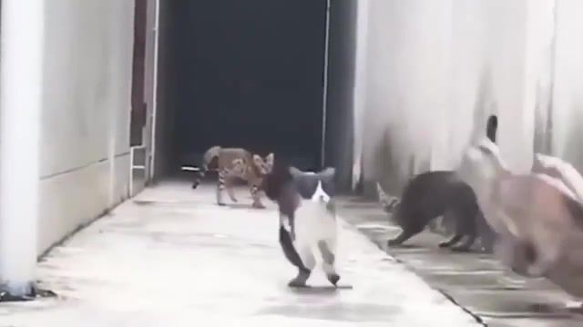 Mission Impossible, Animals Pets