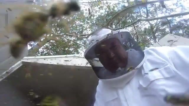 Mive Hornet Nest Removal
