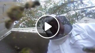 Mive Hornet Nest Removal
