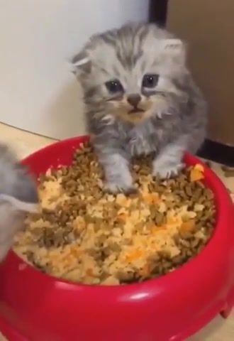 Oh boy, I think I ate too much - Video & GIFs | cat,cute,food,regretz,animals pets