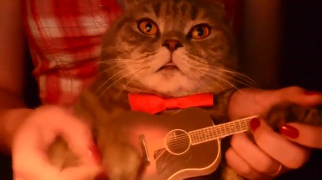 Over the rainbow, Cat, Cat Plays Guitar, Somewhere Over The Rainbow, Music, Simba, Animals Pets