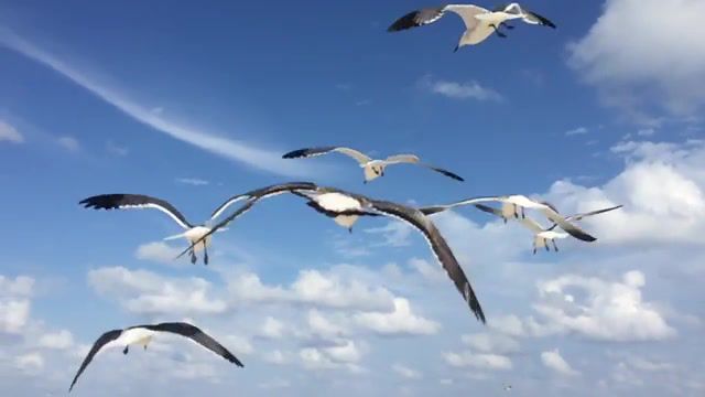 Seagulls fly, fly, movie, birds, freedom, sky, sea, mexico, cancun, seagull, animals pets.