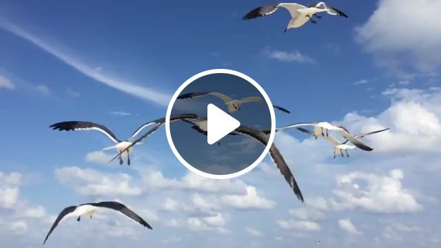 Seagulls fly, fly, movie, birds, freedom, sky, sea, mexico, cancun, seagull, animals pets. #0