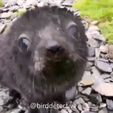Seal puppy, puppy, seal, animals pets.