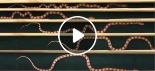 Snakes moving between walls with different widths
