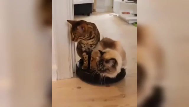 That's real bruh - Video & GIFs | best,ever,on,youtube,cat,playing,piano,like,mozart,beethoven,chapling,practice,makes,perfect,nora,the,million,lol,what,animals pets