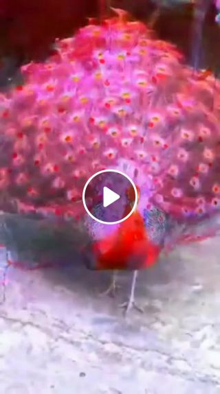 This red peacock is extremely beautiful