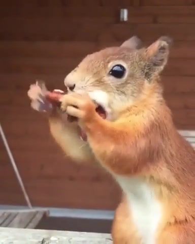 This squirrel is nuts, Squirrel, Nuts, Camille Saint Sa Ens Africa, Animals Pets