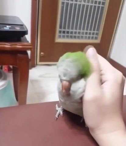 Too Tame Parrot - Video & GIFs | parrot,animals pets