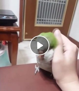 Too tame parrot