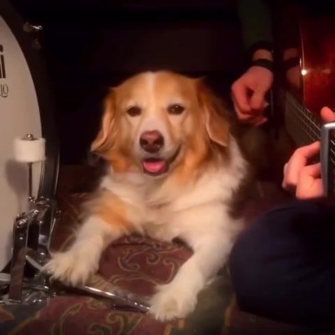 Trench and Maple Best Vines Compilation, Trench, Maple, Vines, Compilation, Acoustic Guitar, Covers, Dog, Drums, Best Vines, Acoustictrench, Animals Pets