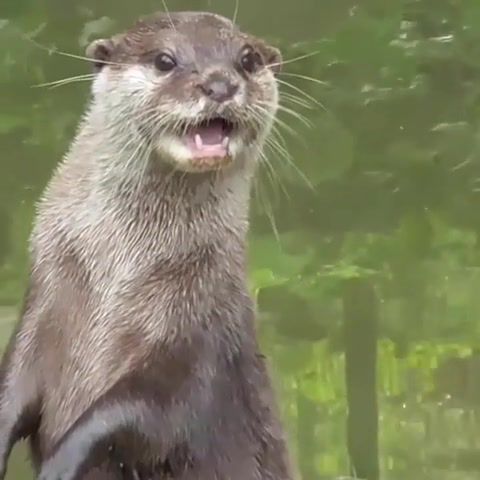 Who knew otters sounded so beautiful, otters, singing otters, funny, otter, cute, animals, vitas, animals pets.