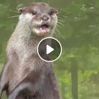 Who Knew Otters Sounded So Beautiful