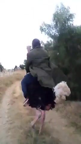 A MAN RIDING ON OSTRICH BACK AT A HIGH SPEED. Animals Pets.