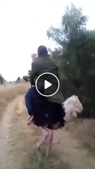 A MAN RIDING ON OSTRICH BACK AT A HIGH SPEED