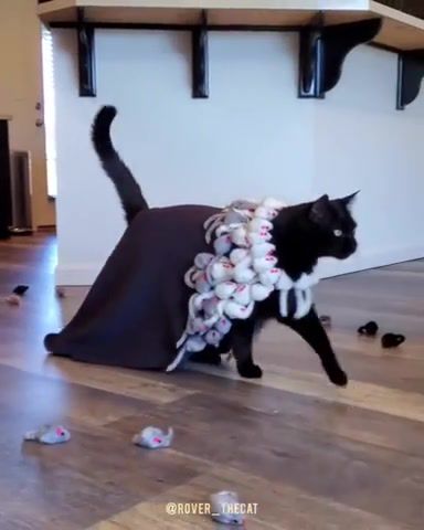 The amount of effort and patience that went into this cat walk and costume design, Catwalk, Cat Walk, Cat Walking, Rover The Cat, Black Cat, Meow Peow, Cat Life, Posh Cat, Cat With Dress, Cat With Clothes, Cat On Podium, Cat, Cats, Kitty, Kitten, Kot, Katze, Gato, Animals Pets