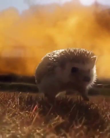 Attack of dead man - Video & GIFs | heroes,day,dream,save,rush,zoo,animal,running,run,fires,hero,wtf,hedgehog,sonic,eleprimer,fire,trippy,free,omg,trick,trip,explosions,exposing,look,sabaton,attack of dead man,animals pets