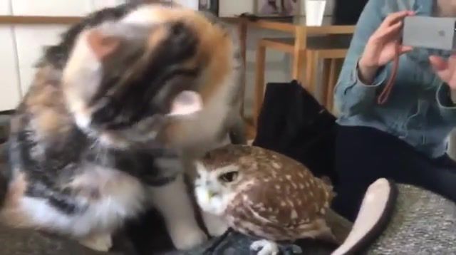 Cat gives owl friend a bath, animals pets.